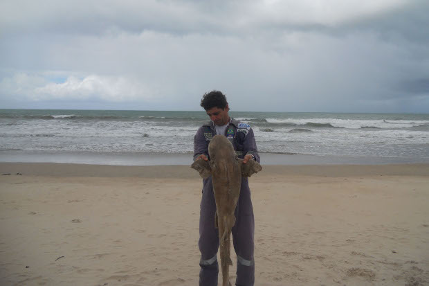 Tubarão é encontrado morto na praia de Boa Viagem