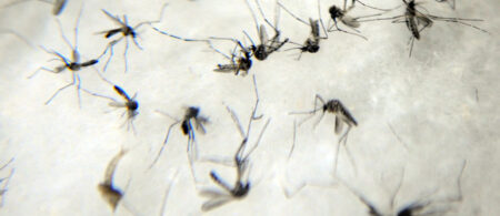 Pernambuco tem 69 municípios com risco de surto de dengue. ST tá na lista