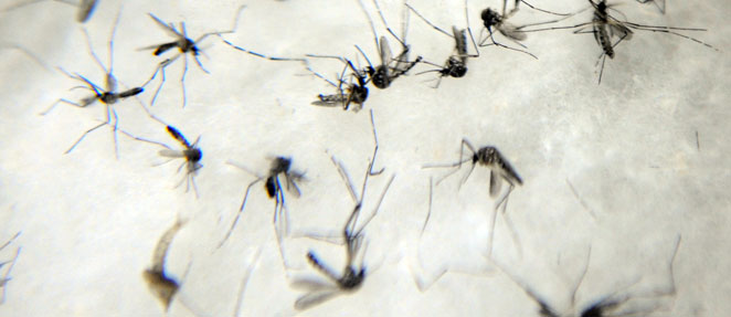 Pernambuco tem 69 municípios com risco de surto de dengue. ST tá na lista