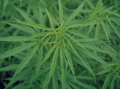 Dois são detidos com 20 quilos de maconha em Rio Doce