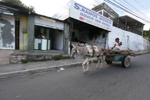 Pernambuco ganha Código de Defesa de Animais