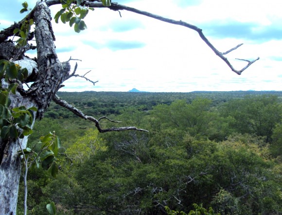 Estado deve ganhar seis áreas de proteção ambiental