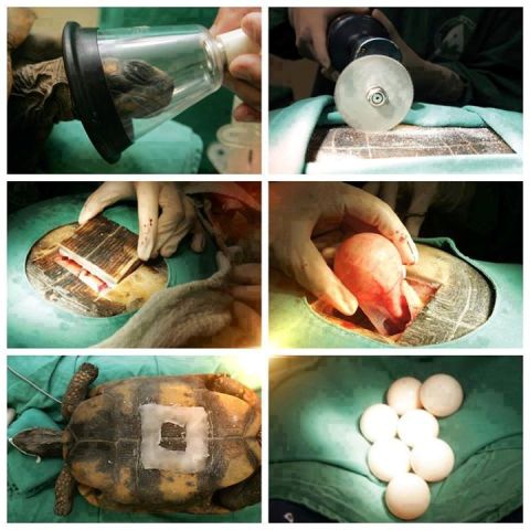 Veterinários realizam uma cesariana para salvar tartaruga