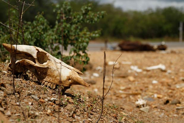 Pernambuco institui comitê de convivência com a seca