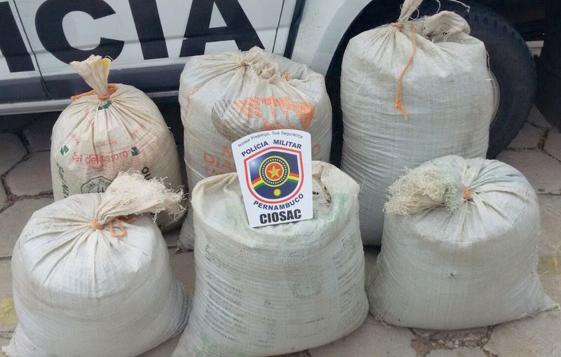 CIOSAC apreende 82 quilos de maconha em Salgueiro