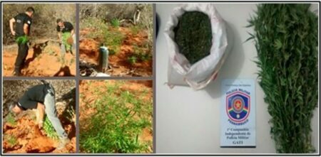 Roça de Maconha é Encontrada em Belém do São Francisco