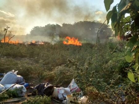 'Operação Ribeirinha' erradica 8.500 pés de maconha em Belém do S. Francisco