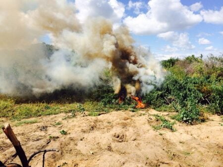 Polícia Federal erradica 329 mil pés de maconha no Sertão de PE