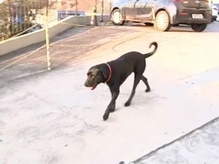 Dono de cão que faz 'vigília' recebe visita em porta de hospital em Itatiba