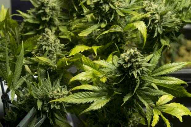 Uruguai poderá ter maconha legal em farmácias em 8 meses