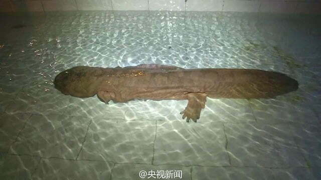 Vídeo de salamandra gigante de 200 anos de idade repercute na internet