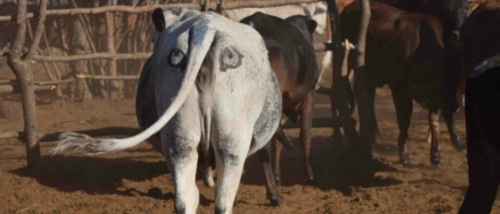 Vacas africanas terão olhos pintados no traseiro para experimento