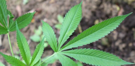 Quem fuma maconha faz 20% mais sexo, diz estudo