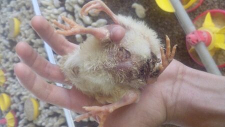 Pintinho nasce com quatro patas e vira 'celebridade' no sul do Tocantins