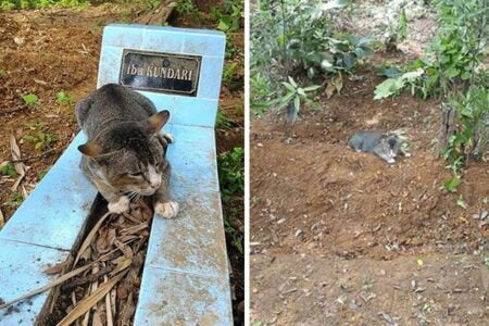 Há um ano, este gato emociona internautas ao não abandonar o túmulo de sua dona na Indonésia