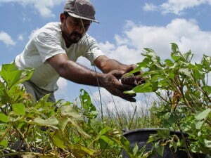 Garantia-Safra alcança 17 mil agricultores no Estado Pernambuco