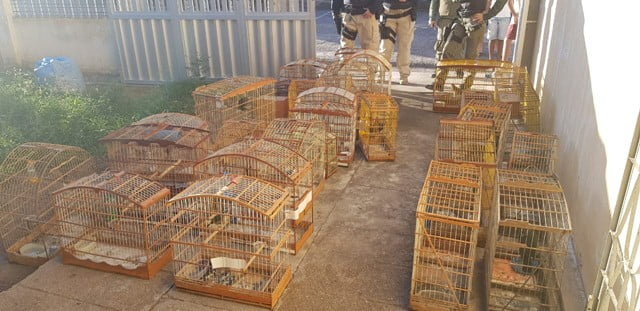 PM prende homem com quase 30 animais silvestres no Sertão do Pajeú