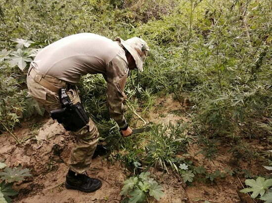 PF destrói 57 mil pés de maconha no Sertão de PE