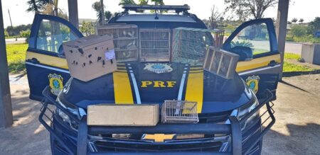 Homem é preso com mais de 30 pássaros na BR-232 em Pernambuco