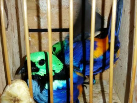 Homem é detido com aves silvestres em Arcoverde