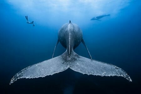 Cientistas encontram um dos materiais mais escuros do mundo em peixe