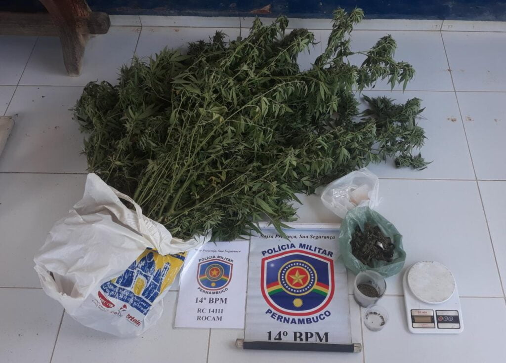 Polícia acaba com plantio de maconha em Serra Talhada