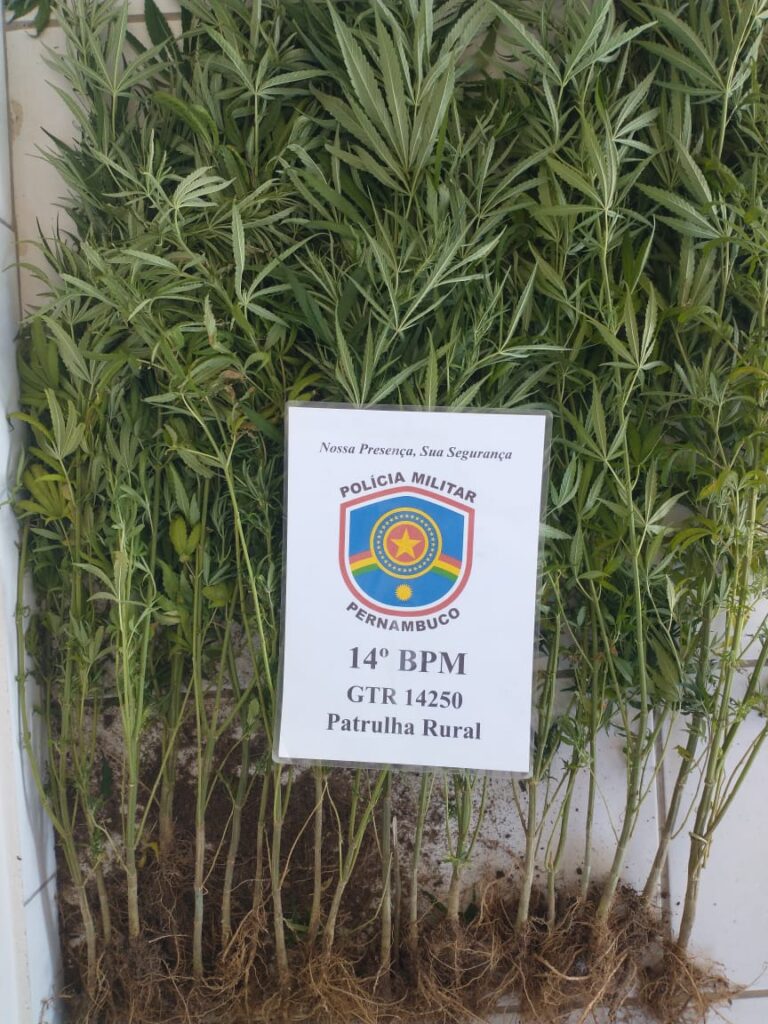 Polícia erradica plantação de maconha dentro de residência em Belmonte