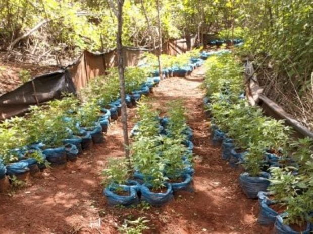Polícia erradica aproximadamente 22 mil pés de maconha no Sertão de PE