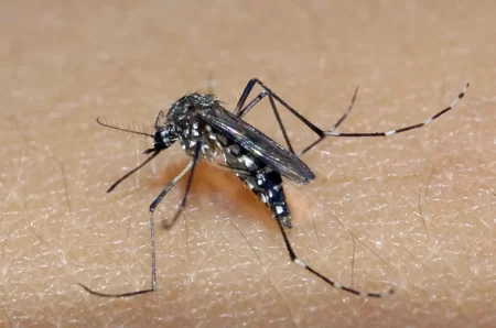 PE: Morte de menino de 8 anos por dengue é confirmada Mosquito Aedes aegypti é o transmissor da dengue, zika e chikungunya