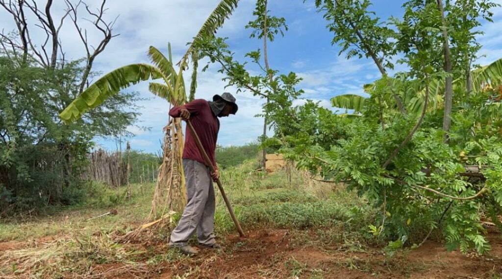 Programa Alimenta Brasil em Serra Talhada