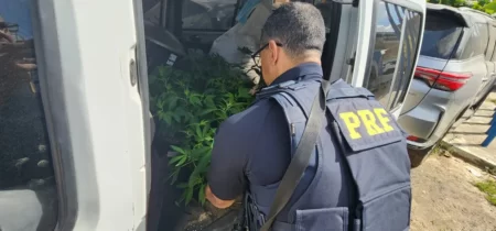 PRF apreende pés de maconha no Agreste de PE