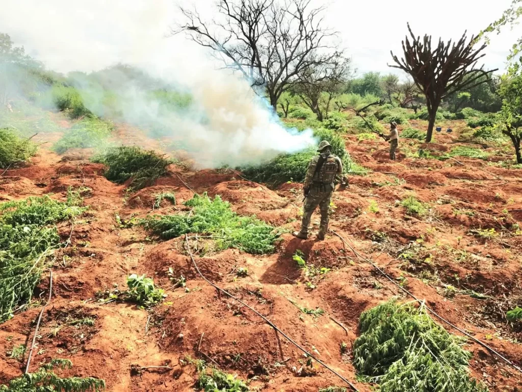 Operação Policial erradica 16 mil pés de maconha em Petrolina