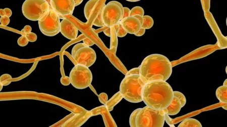 Pernambuco confirma 11º caso de Candida auris Superfungo Candida auris